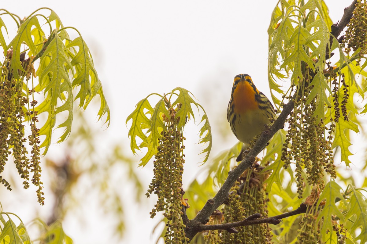 Blackburnian Warbler - Harris Stein