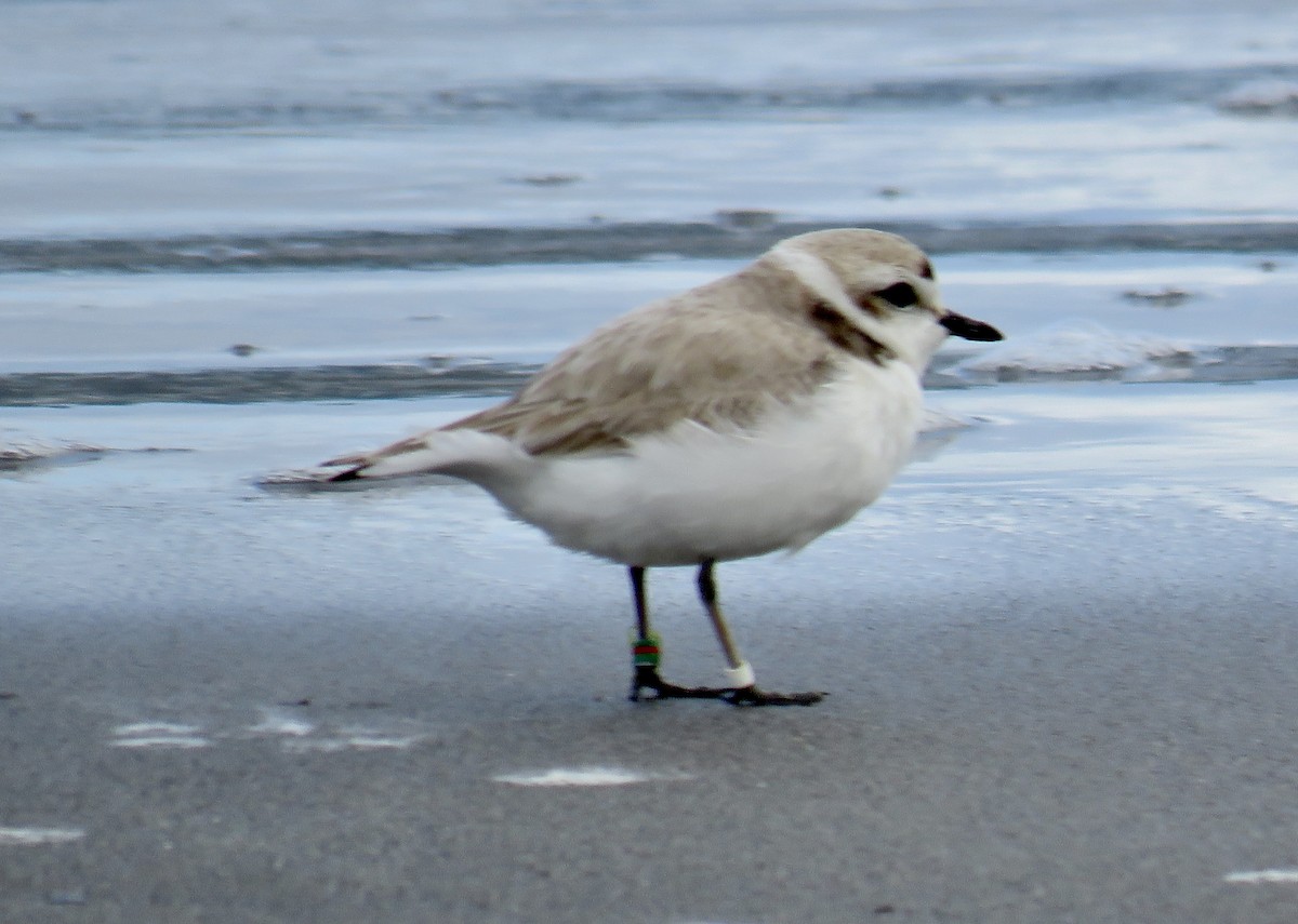 Snowy Plover - Molly Sultany