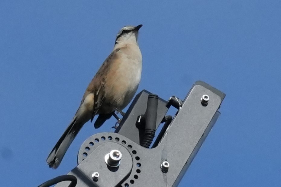 Chalk-browed Mockingbird - Jorge Blackhall