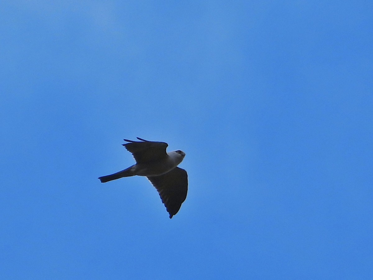 Mississippi Kite - Roger Medina