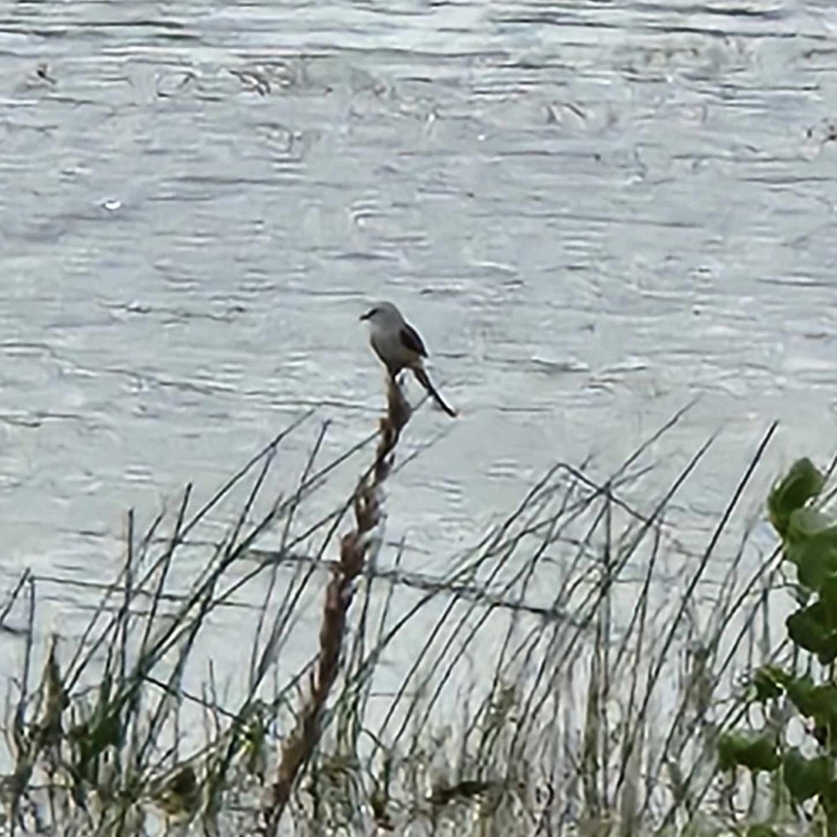 Scissor-tailed Flycatcher - Melanie Loggins