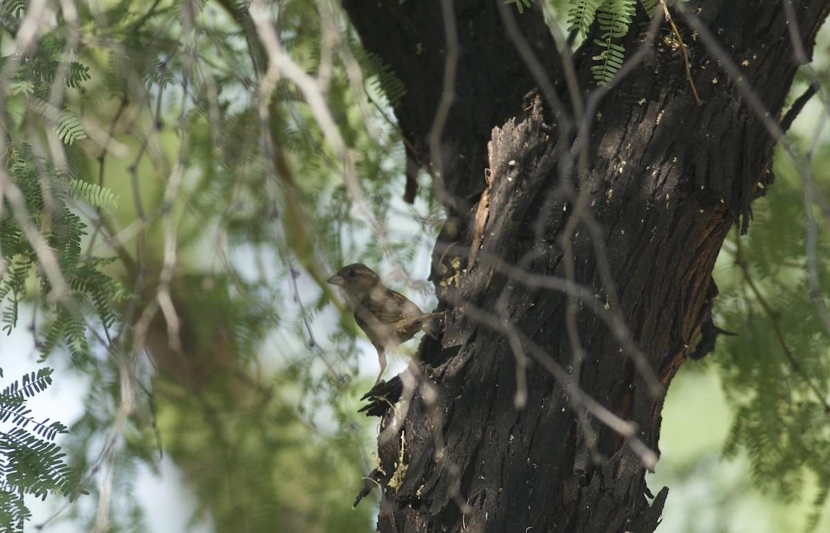 House Sparrow - ML619314424