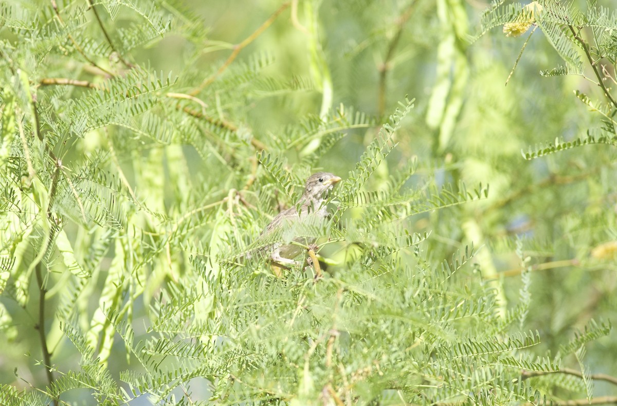 House Sparrow - Robert Carter