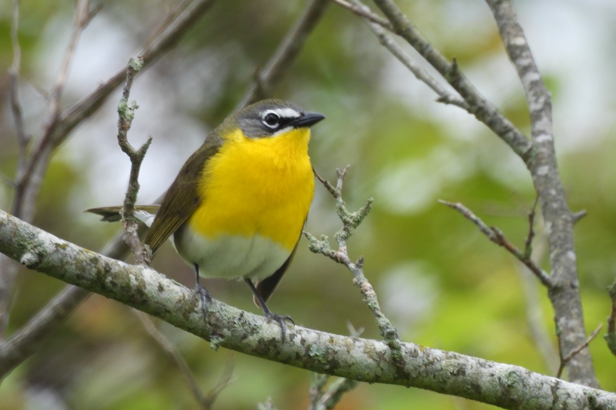 Yellow-breasted Chat - Dave Milsom