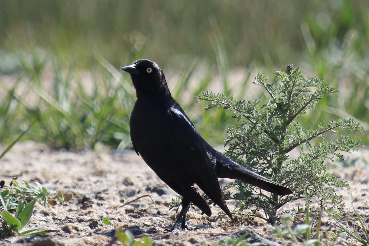 Brewer's Blackbird - Connor Thomas