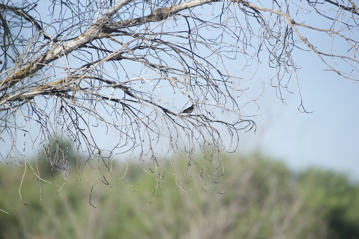 House Finch - Robert Carter