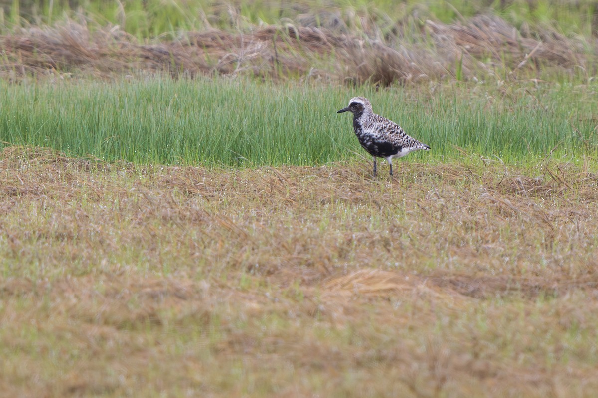 Black-bellied Plover - Harris Stein