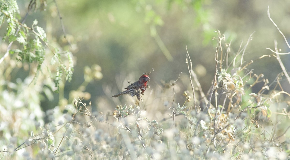 House Finch - ML619314460