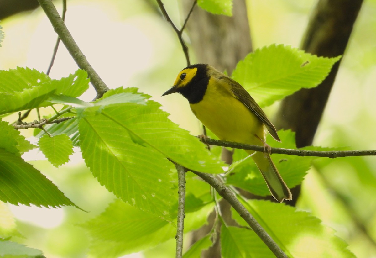 Hooded Warbler - Valentina Roumi