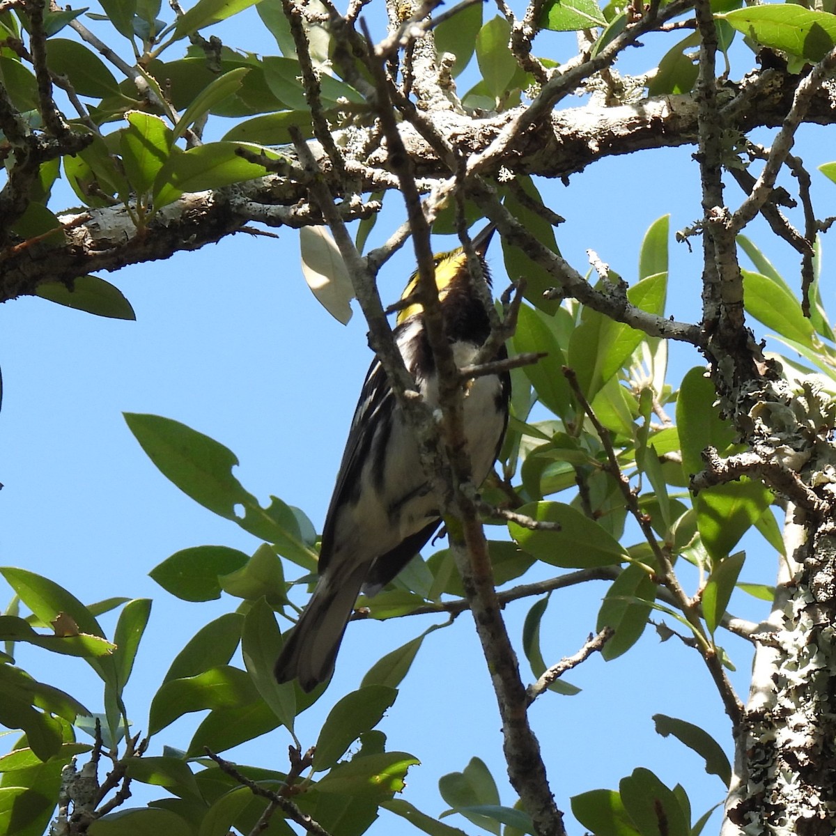 Golden-cheeked Warbler - Shelia Hargis