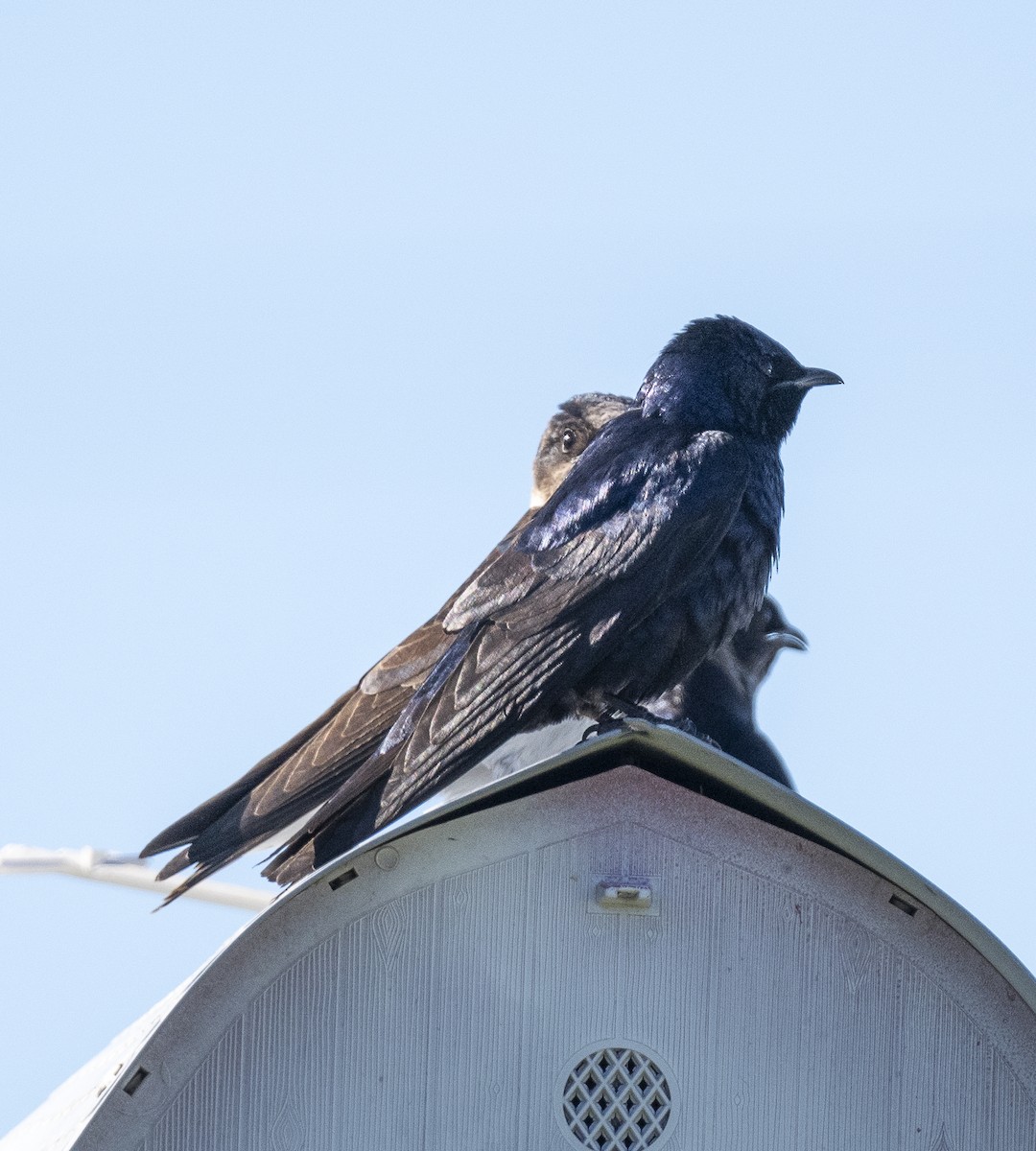 Purple Martin - ML619314472