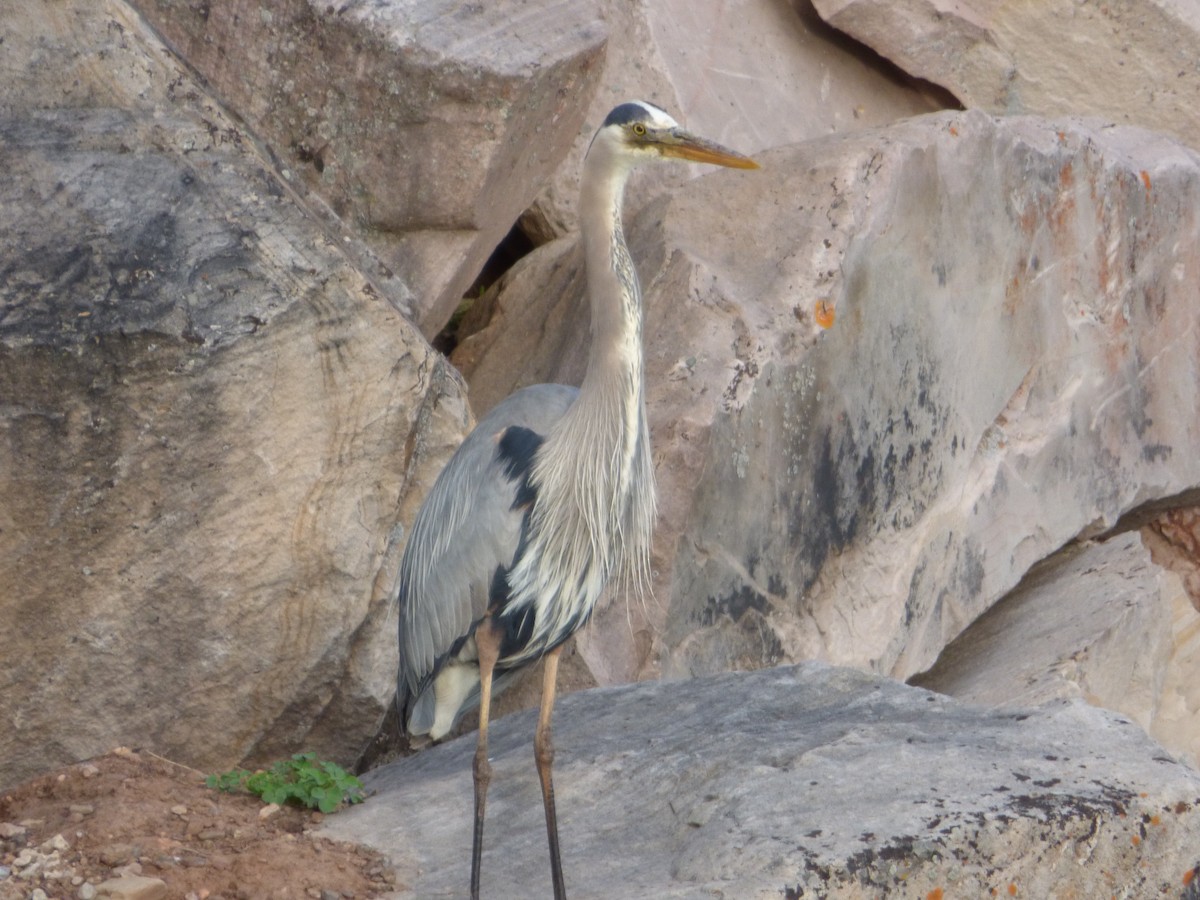 Great Blue Heron - Devin McDonald