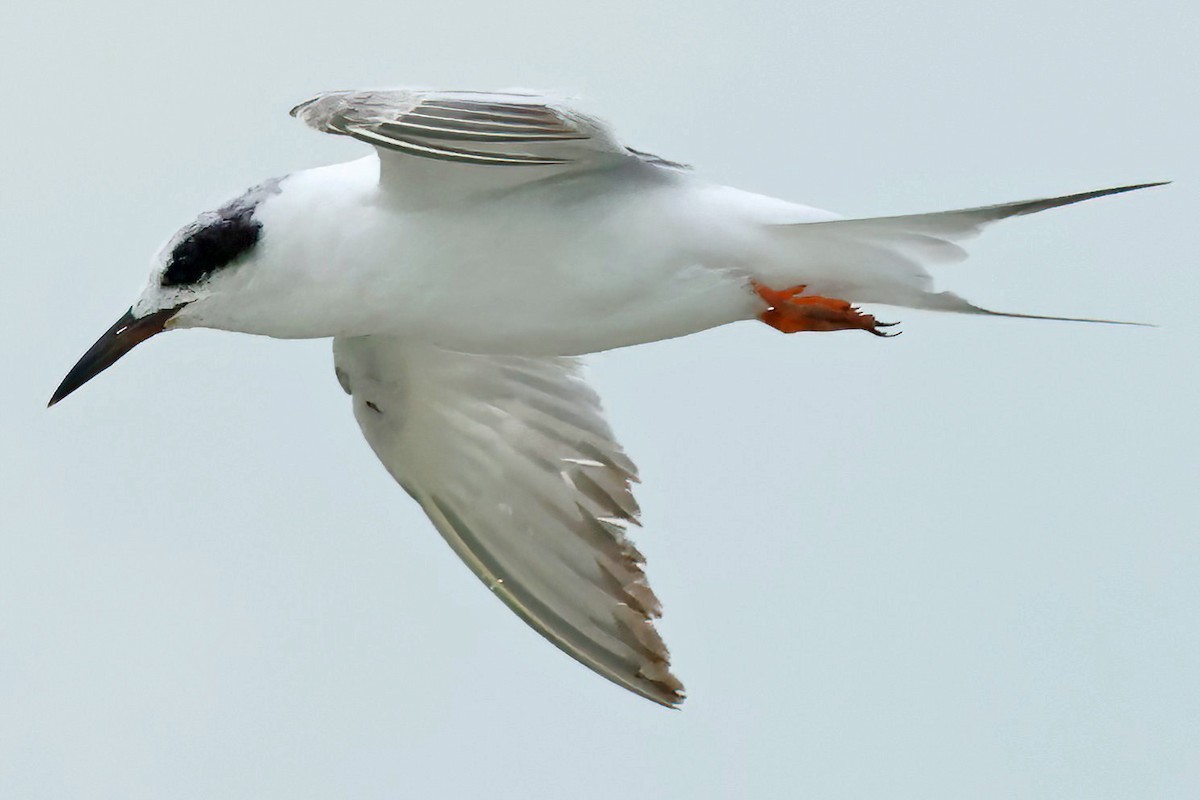 Forster's Tern - David Wilson