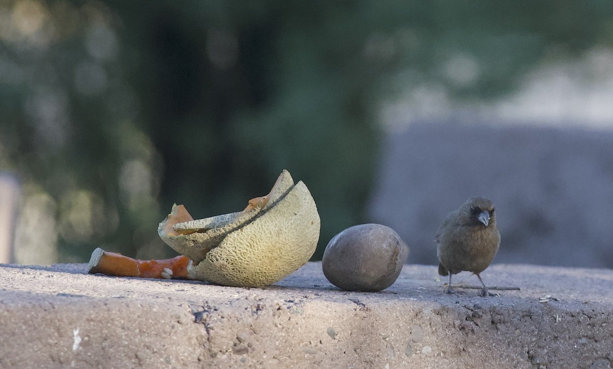 Abert's Towhee - ML619314479