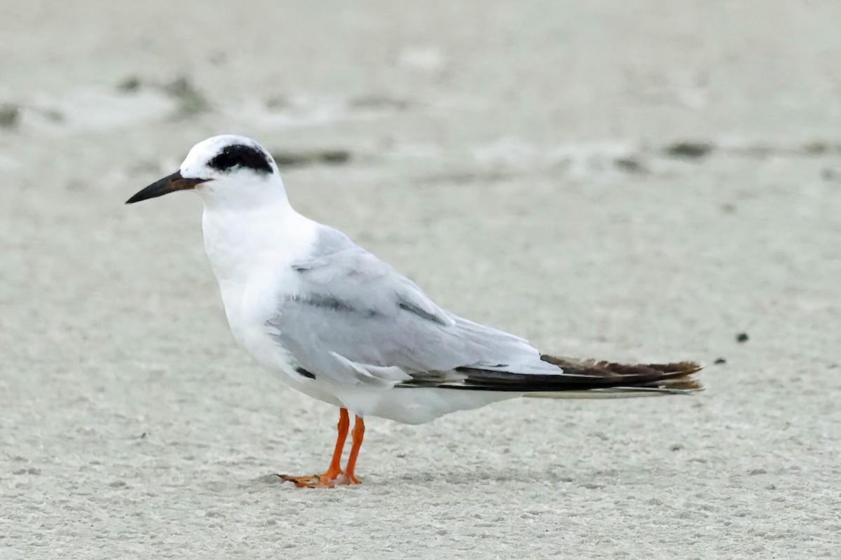 Forster's Tern - ML619314488