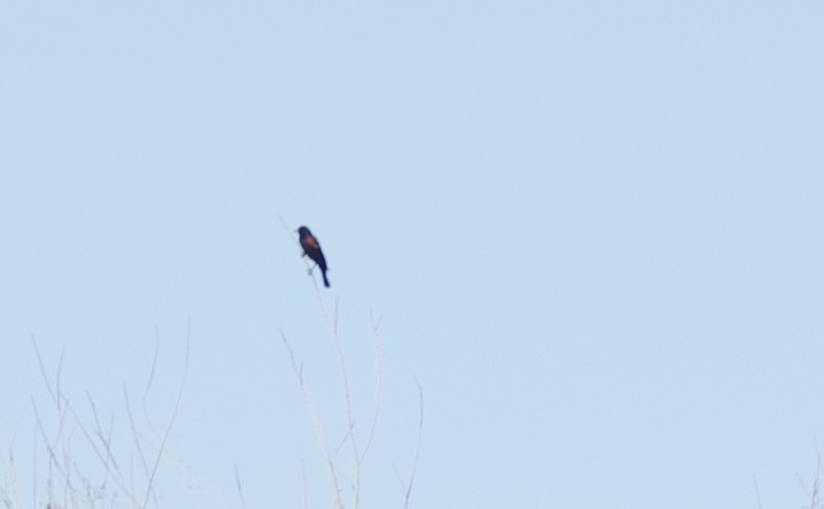 Red-winged Blackbird (Red-winged) - Robert Carter