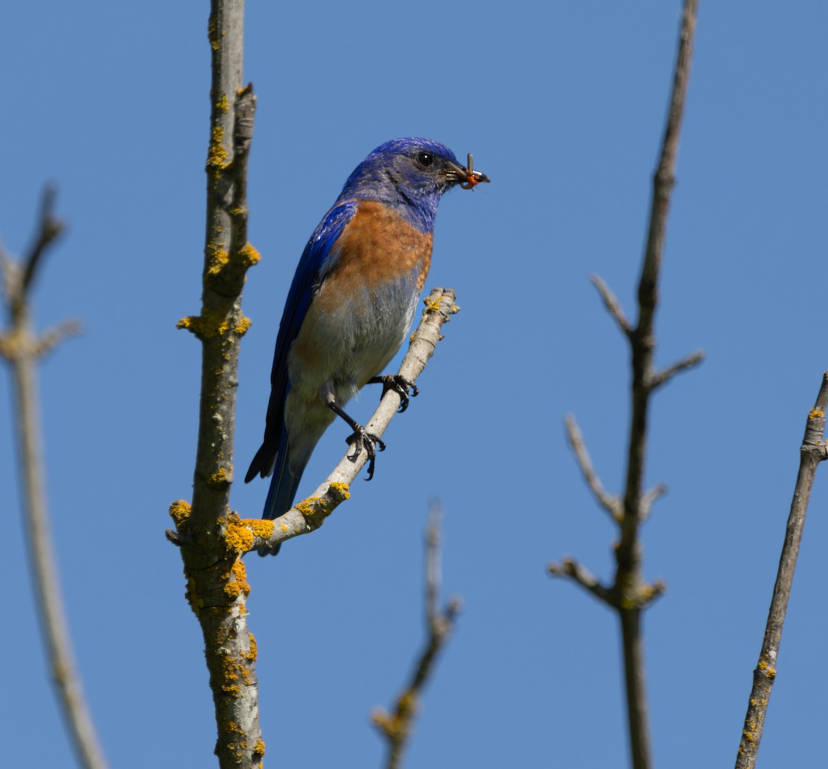 Western Bluebird - Rohan Prinja