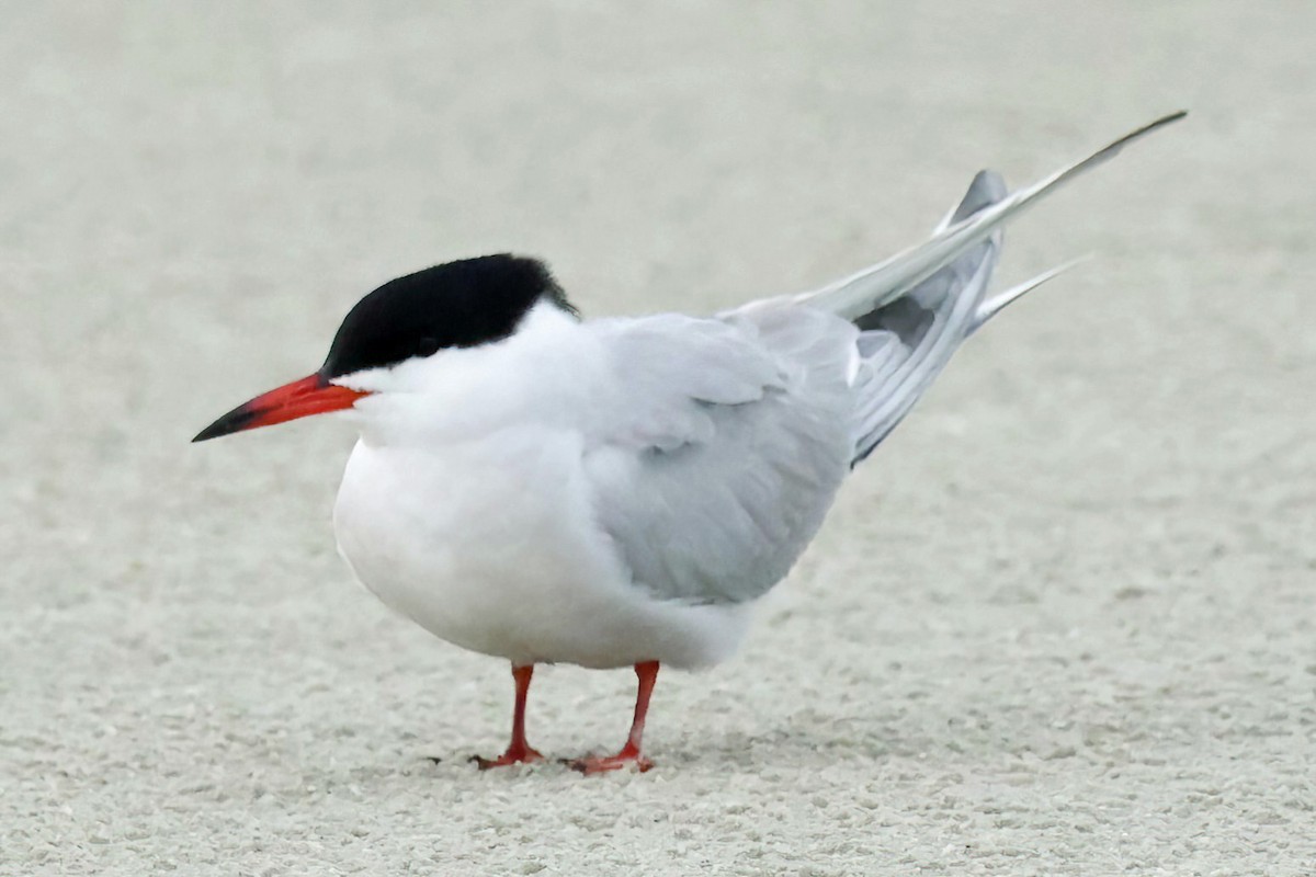 Common Tern - David Wilson
