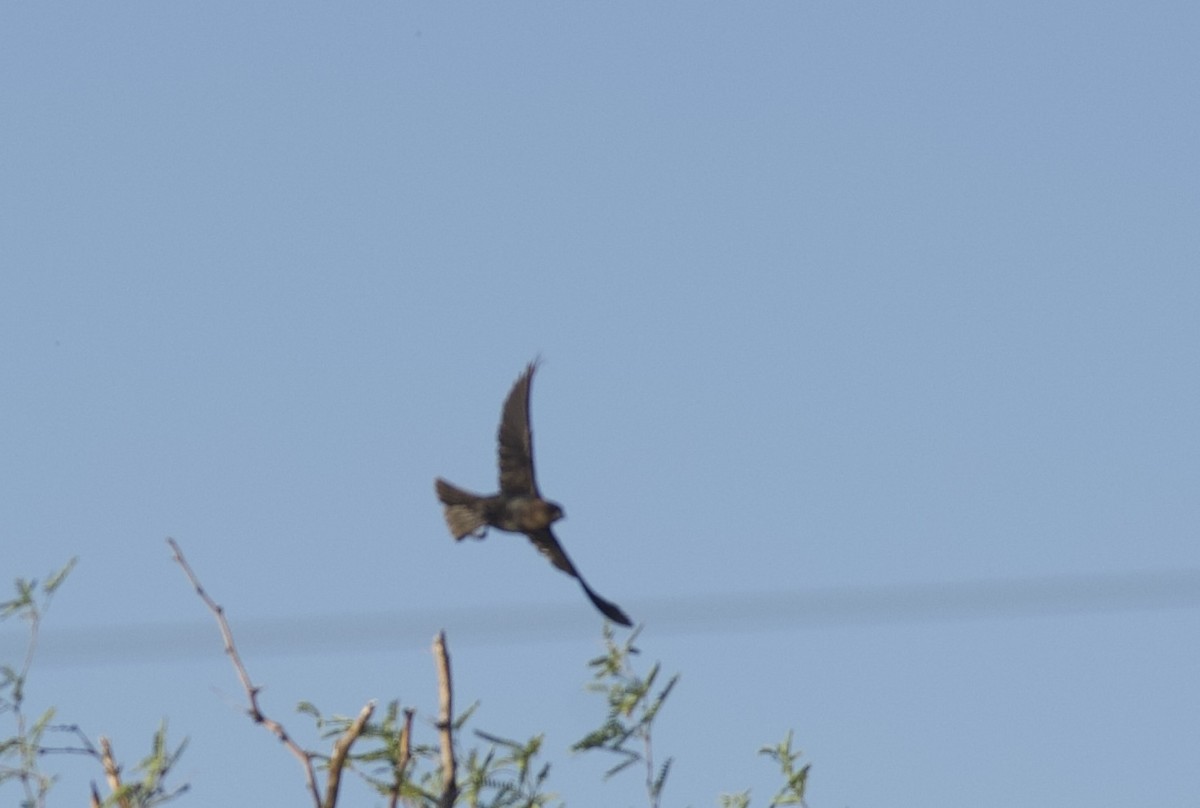 Brown-headed Cowbird - Robert Carter