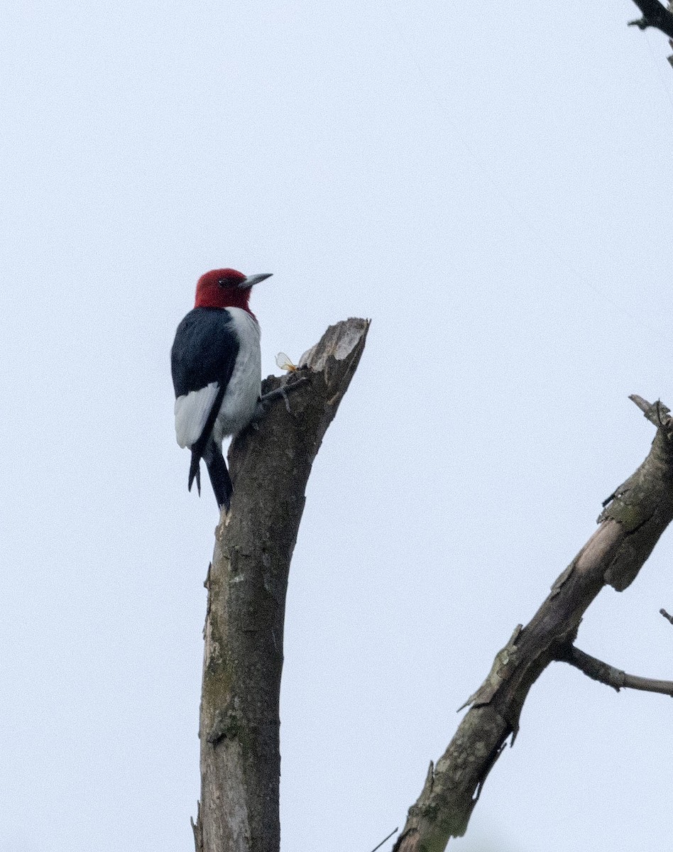 Red-headed Woodpecker - Jason Lott