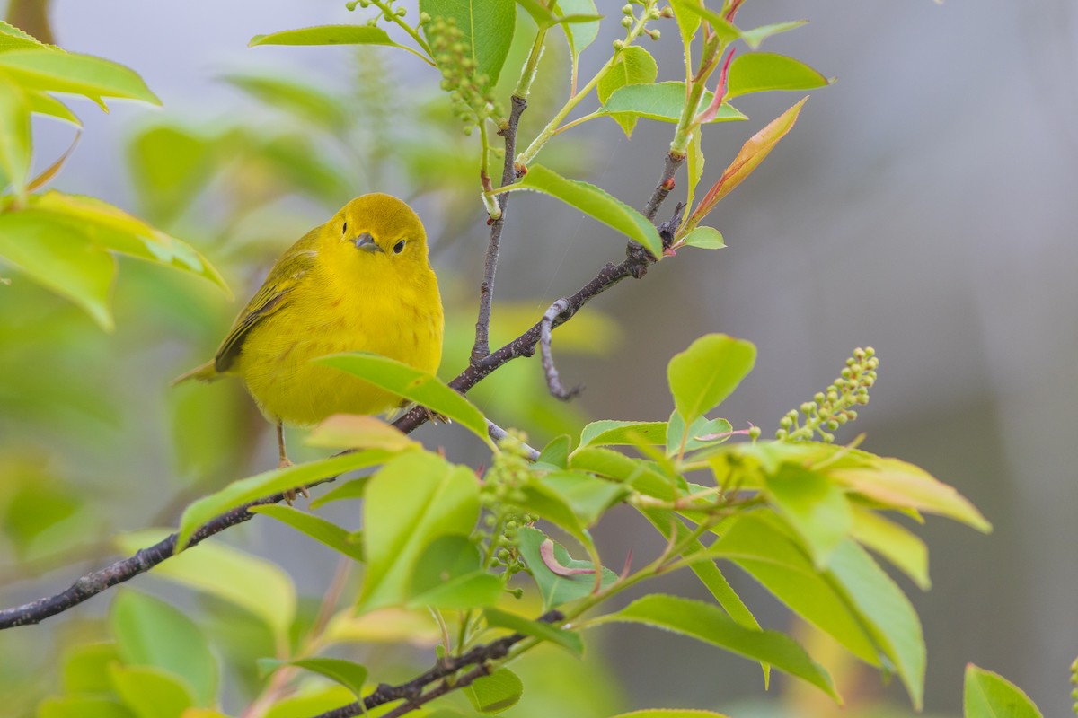 Yellow Warbler - Harris Stein