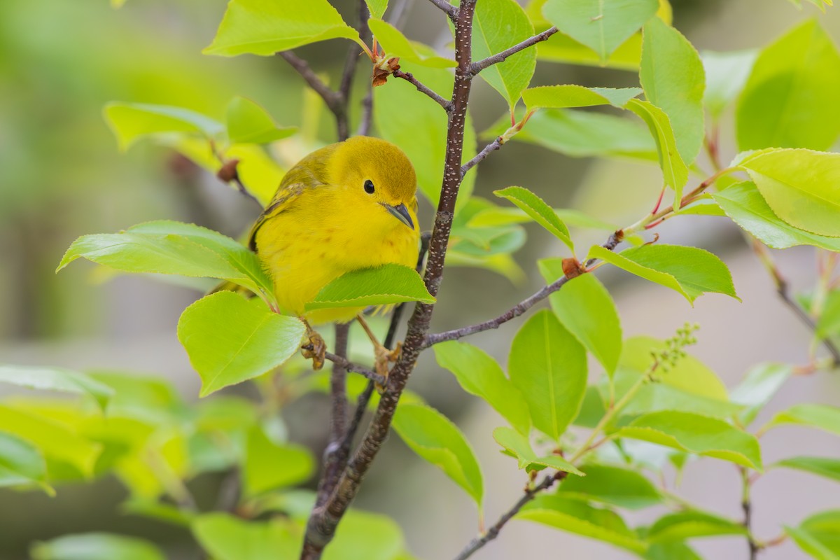 Yellow Warbler - Harris Stein