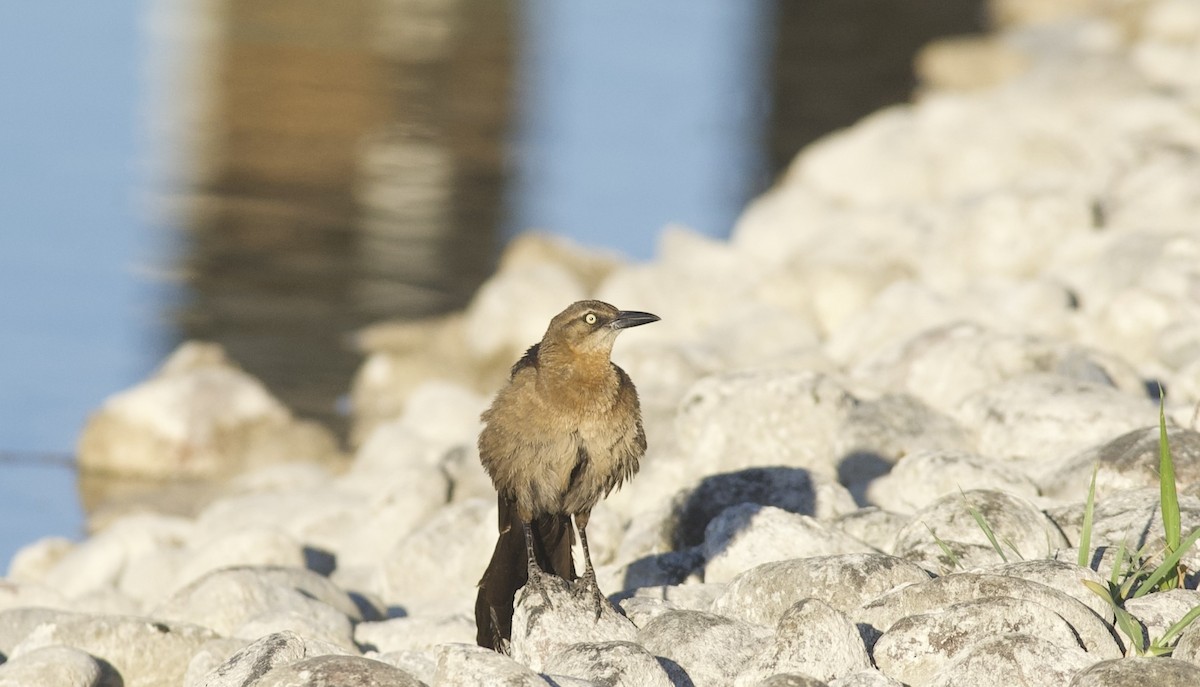 Great-tailed Grackle - ML619314517