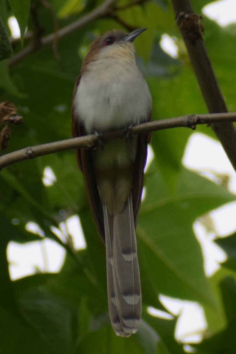 Black-billed Cuckoo - Molly Cohn