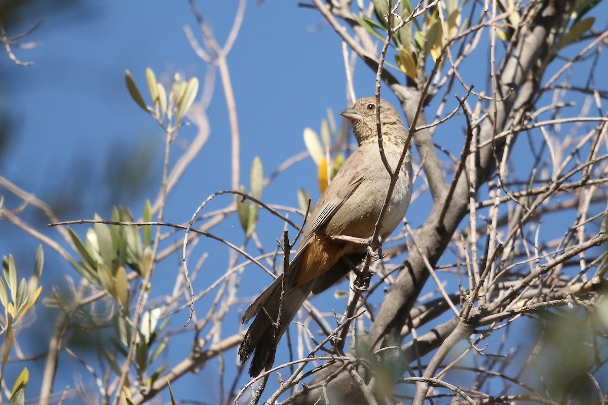 Canyon Towhee - Randy Smith