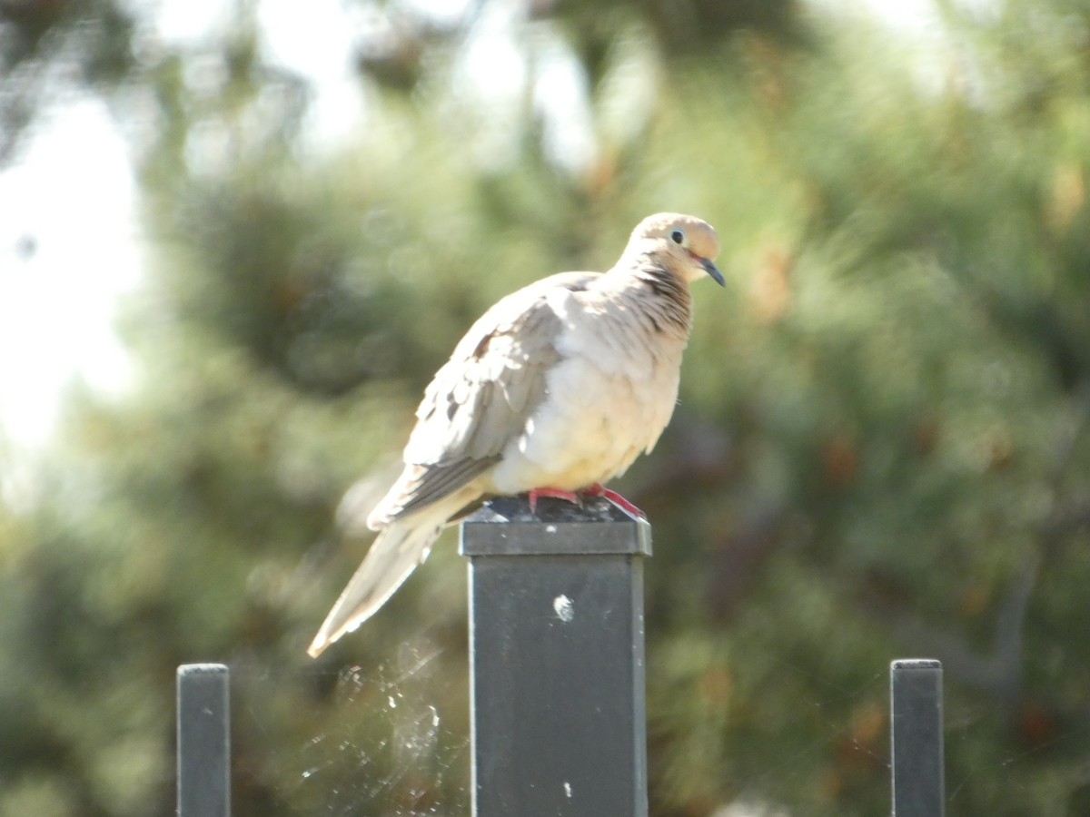 Mourning Dove - Eileen Wintemute