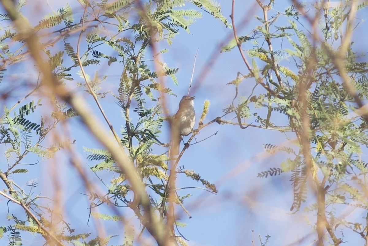 Lucy's Warbler - Robert Carter