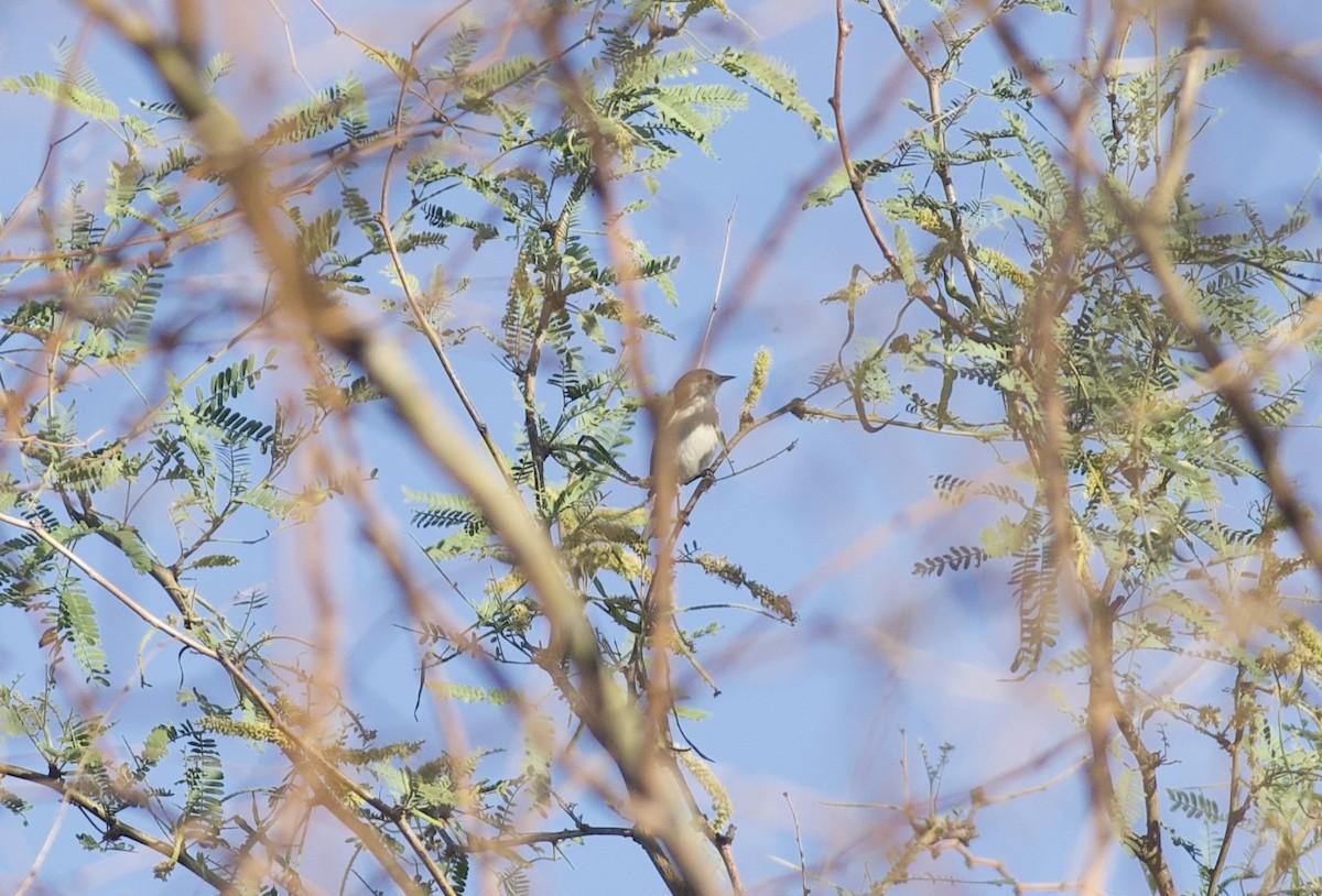 Lucy's Warbler - Robert Carter