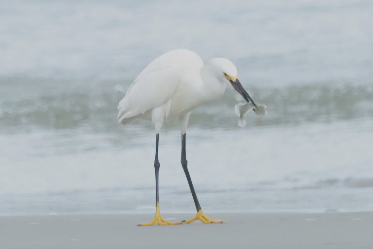 Snowy Egret - ML619314533