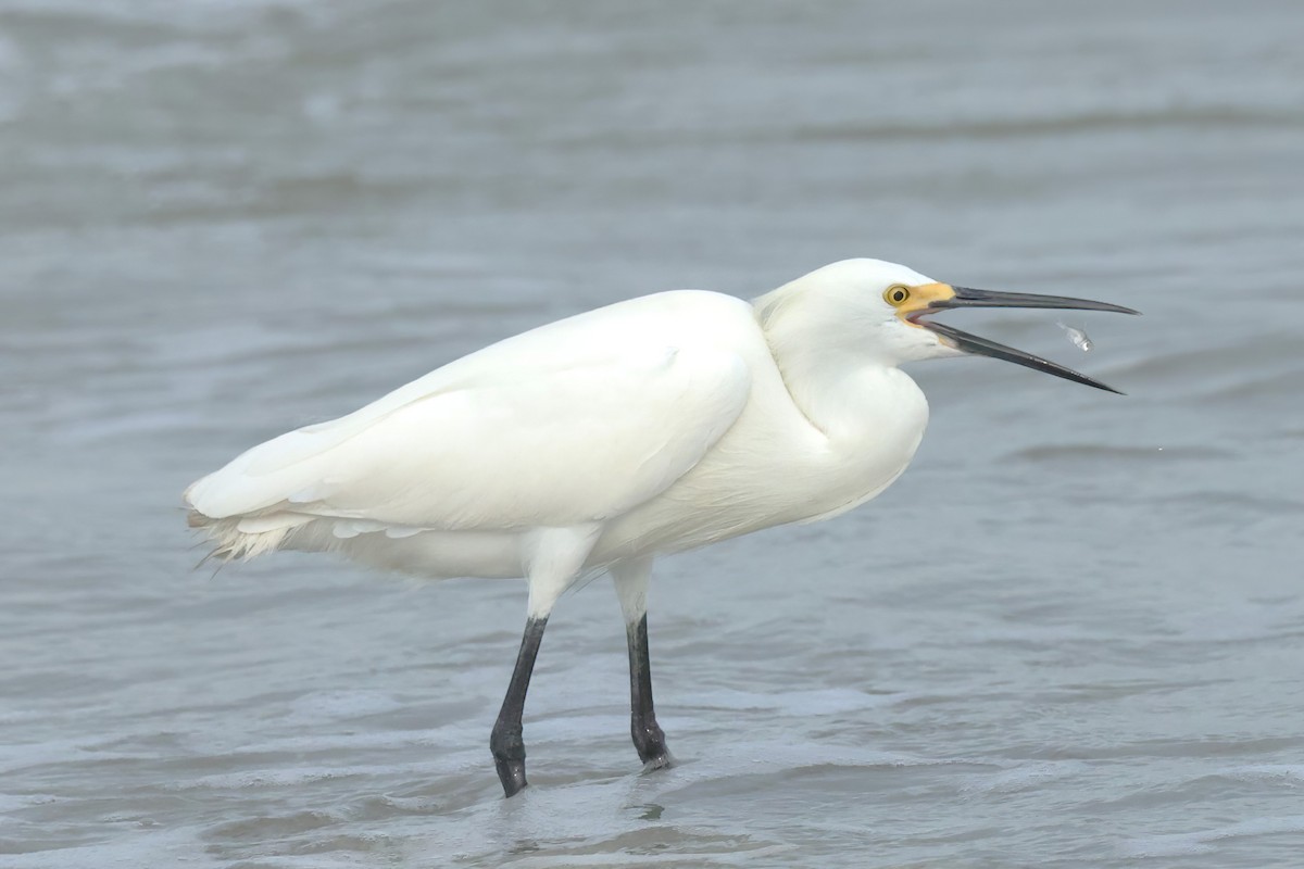 Snowy Egret - ML619314537