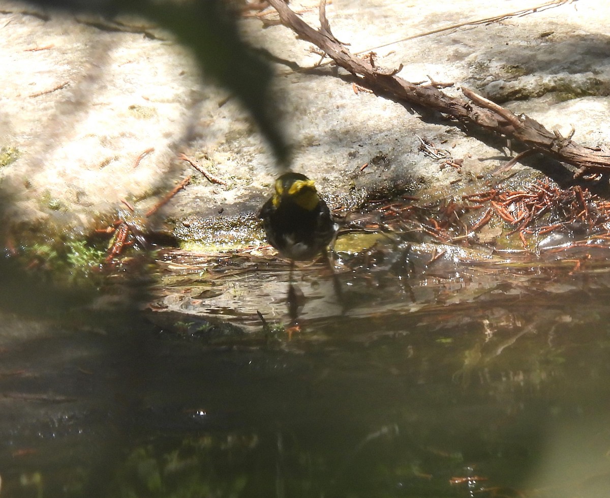 Golden-cheeked Warbler - Shelia Hargis