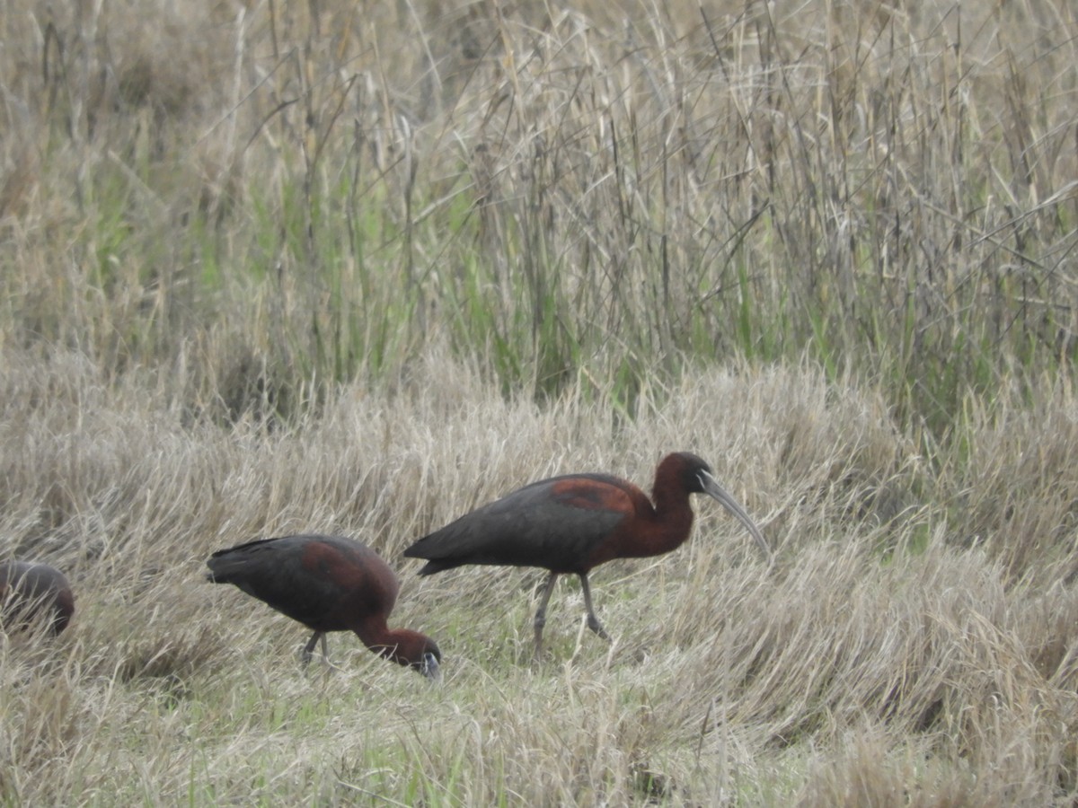 Glossy Ibis - Laura Markley