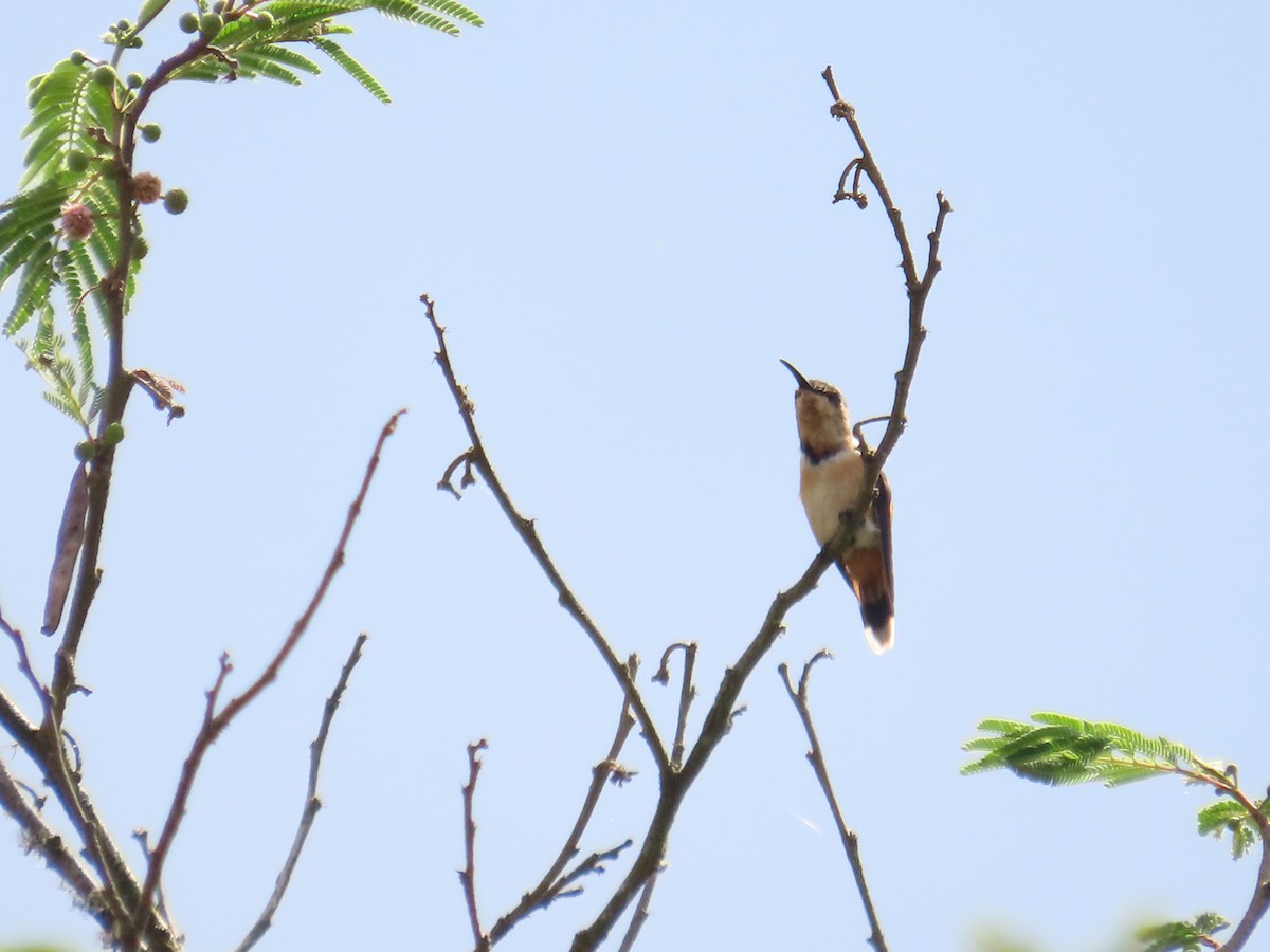 Slender Sheartail - Carlos Daniel Andrade Campos