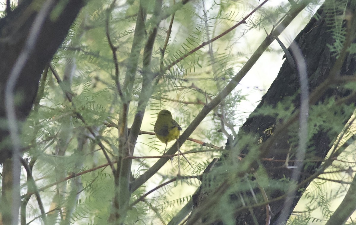 Wilson's Warbler - ML619314555