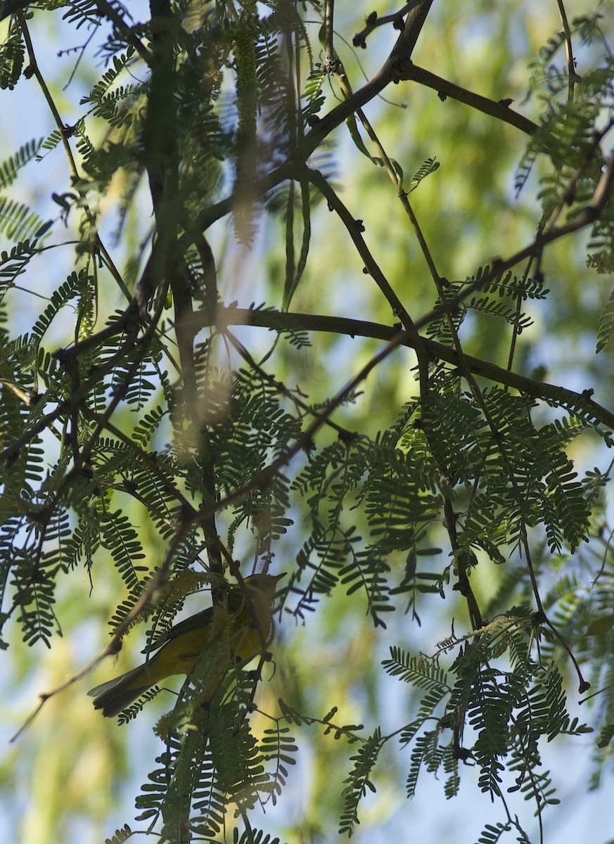 Wilson's Warbler - ML619314556