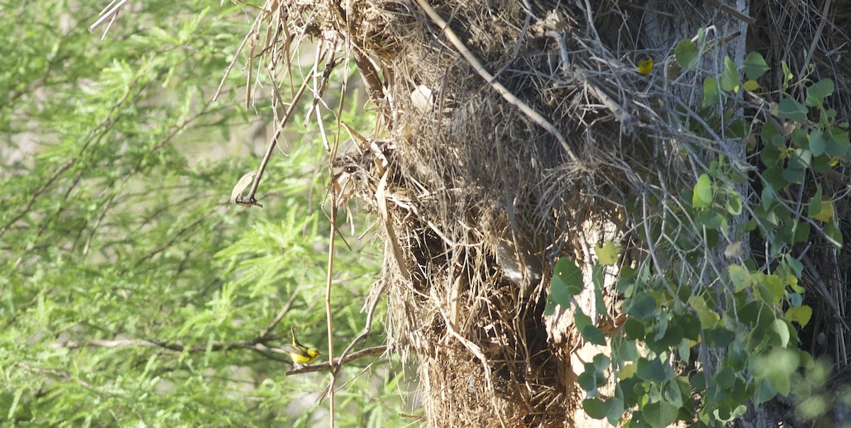 Wilson's Warbler - Robert Carter