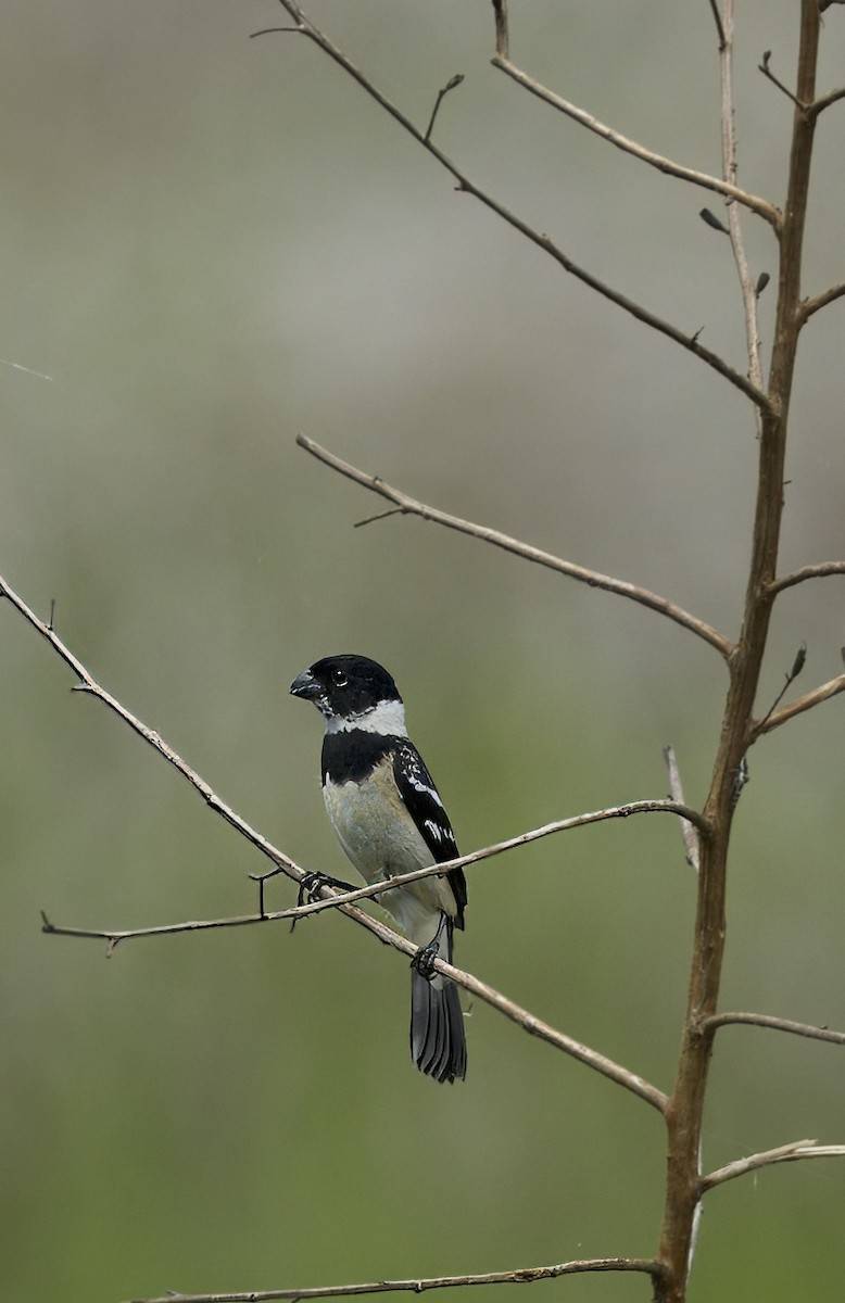 Morelet's Seedeater - Carol Hippenmeyer