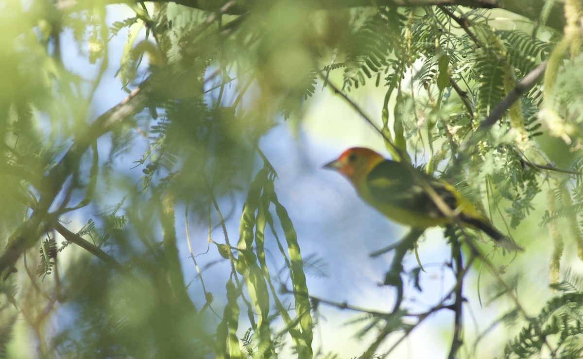 Western Tanager - Robert Carter