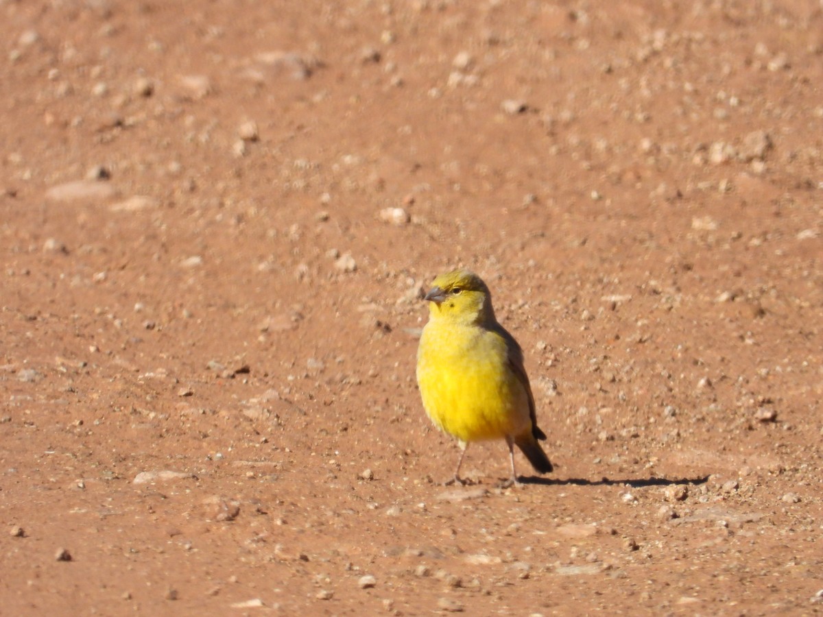 Greater Yellow-Finch - Saskia Hostens
