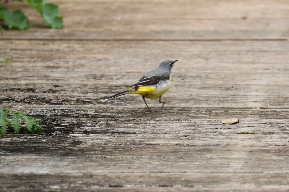 Gray Wagtail - ML619314585