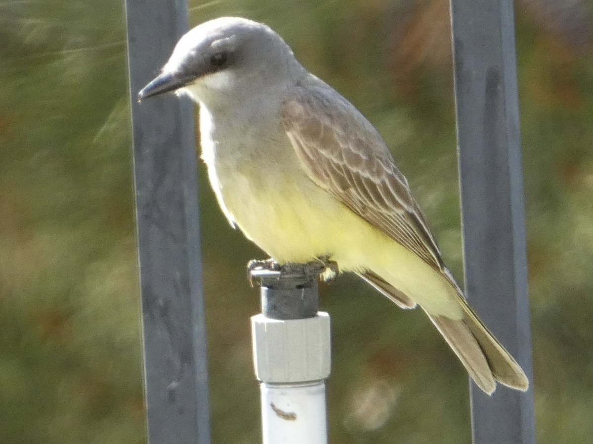 Cassin's Kingbird - Eileen Wintemute