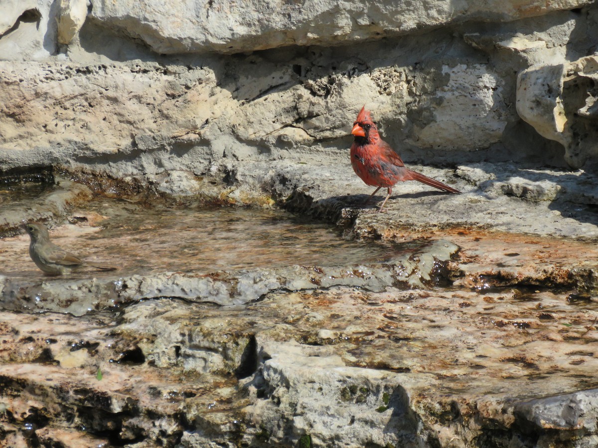 rødkardinal (cardinalis gr.) - ML619314587