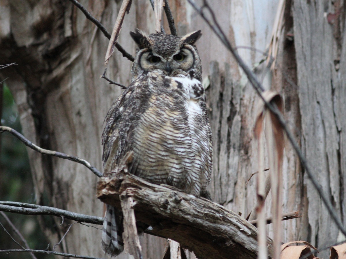 Great Horned Owl - ML619314600