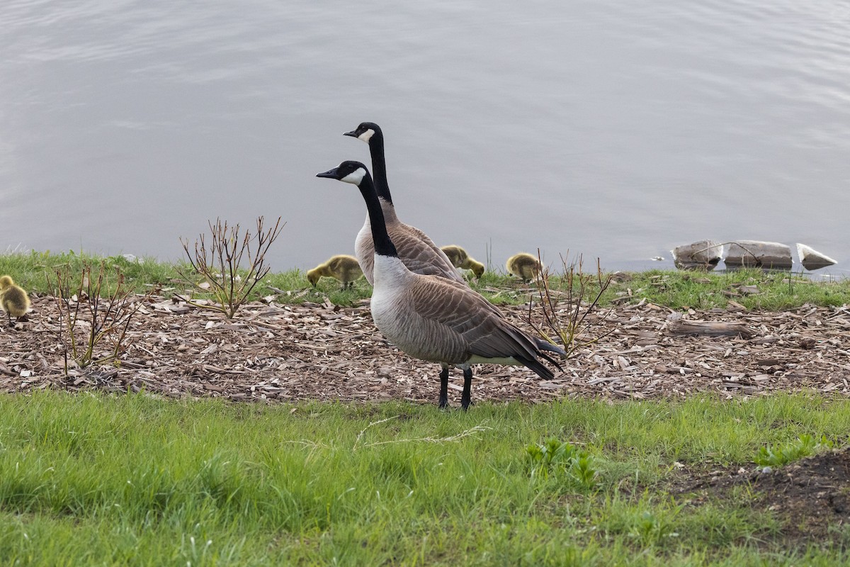 Canada Goose - ML619314617