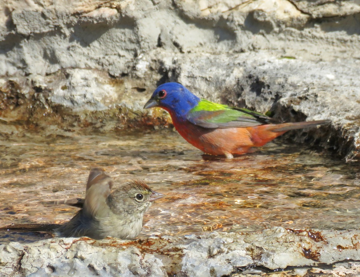 Painted Bunting - ML619314624