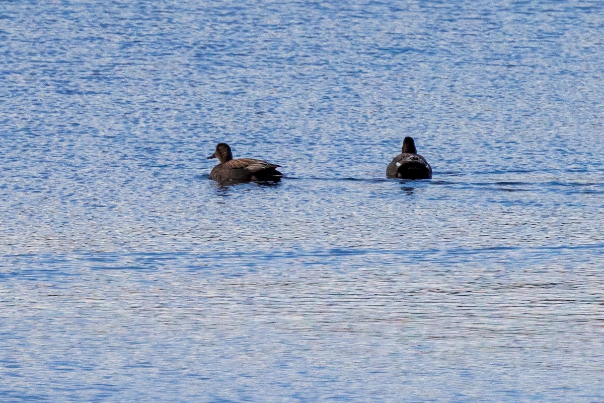 Gadwall - Andrew Hart